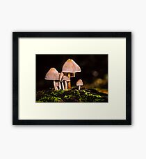 Toadstools Framed Print