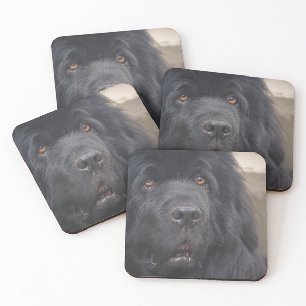 Item preview, Newfoundland Dog Closeup designed and sold by shane22.