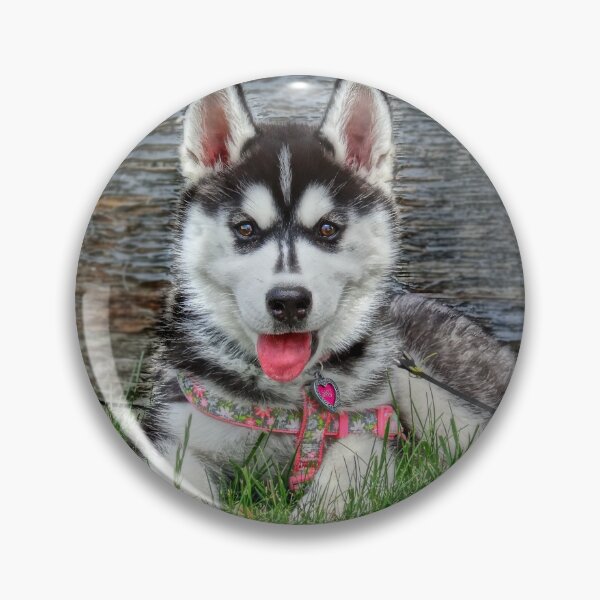 Item preview, Sweet Siberian Husky Puppy designed and sold by BBrightman.