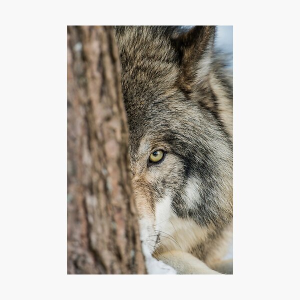 Timber Wolf Photographic Print