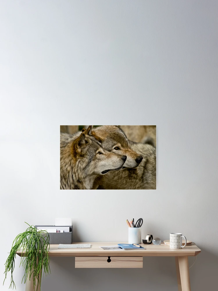 Imagen 2 de 3, Póster con la obra Timber Wolves, diseñada y vendida por WolvesOnly.