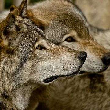 Artwork thumbnail, Timber Wolves by WolvesOnly