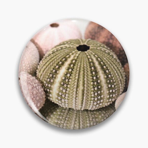 Item preview, Sea Urchin designed and sold by Islandjunkie09.