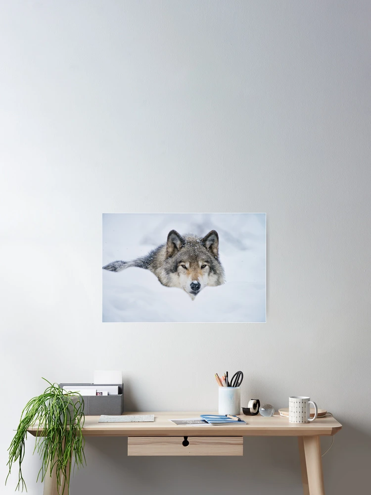 Thumbnail 2 of 3, Poster, Timber Wolf In Snow designed and sold by WolvesOnly.