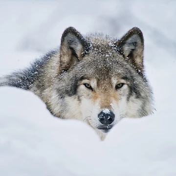 Artwork thumbnail, Timber Wolf In Snow by WolvesOnly