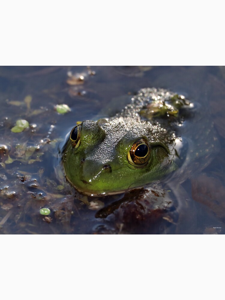 Green Frog Face by mark-bugs-org