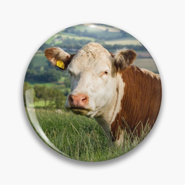 Item preview, Hereford Cow designed and sold by Jane Stanley Photography.