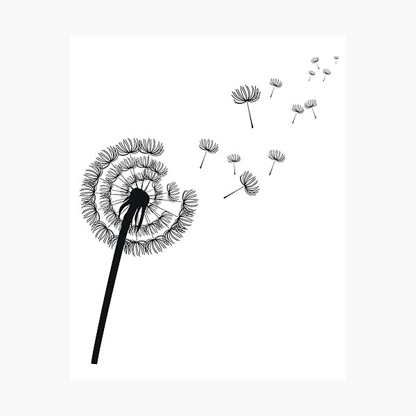 Dandelion plant dandelion plant flower Photographic Print