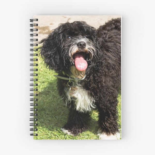 Item preview, Cute Cavapoo Puppy  designed and sold by Jane Stanley Photography.