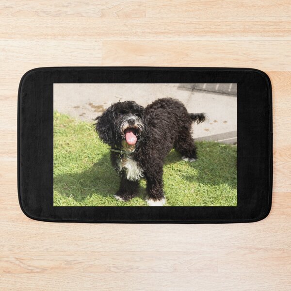 Item preview, Cute Cavapoo Puppy  designed and sold by Jane Stanley Photography.