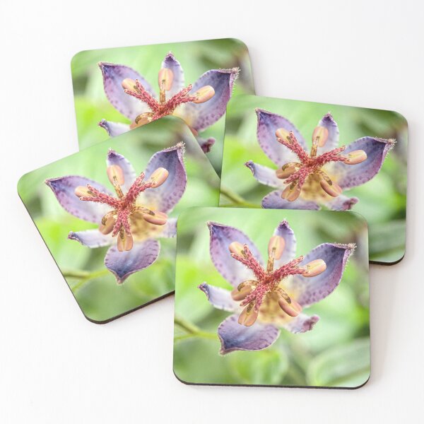 Item preview, Close up of a Tricyrtis Hirta flower designed and sold by TimConstable.
