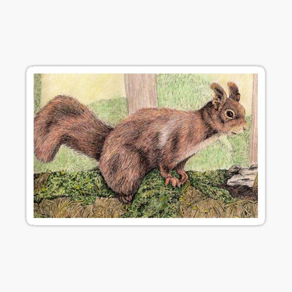 Red Squirrel Sticker