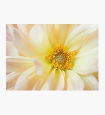 Yellow Dahlia Photographic Print