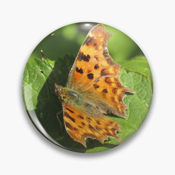 Comma butterfly (Polygonia c-album) on brambles Pin