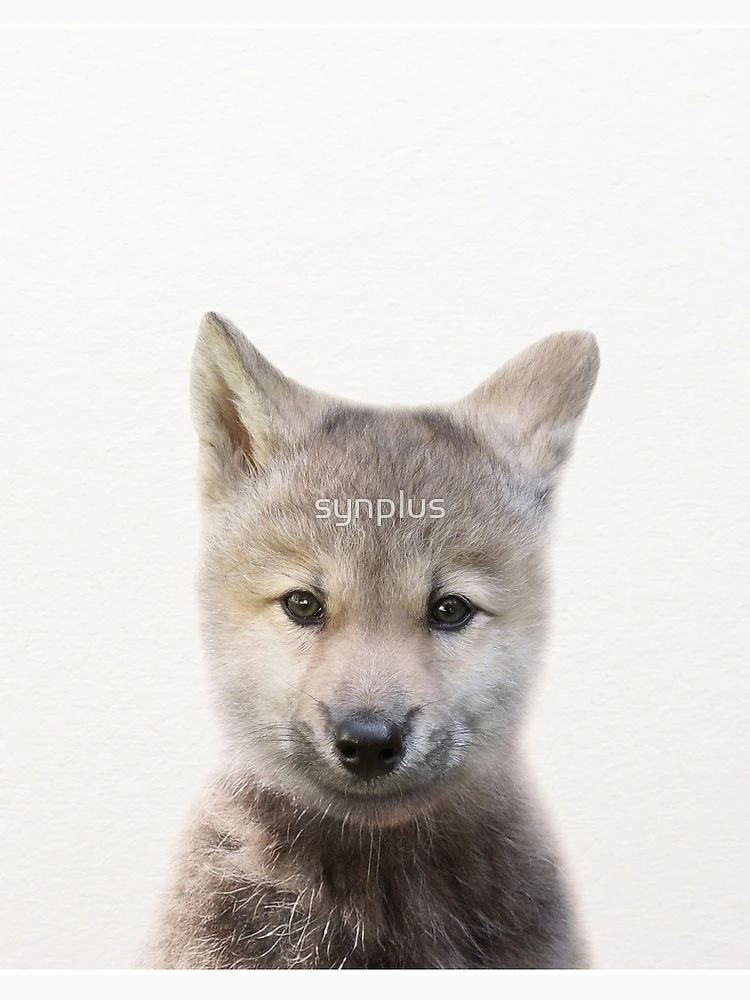 wolfpupalexander baby (samir6034) - Profile