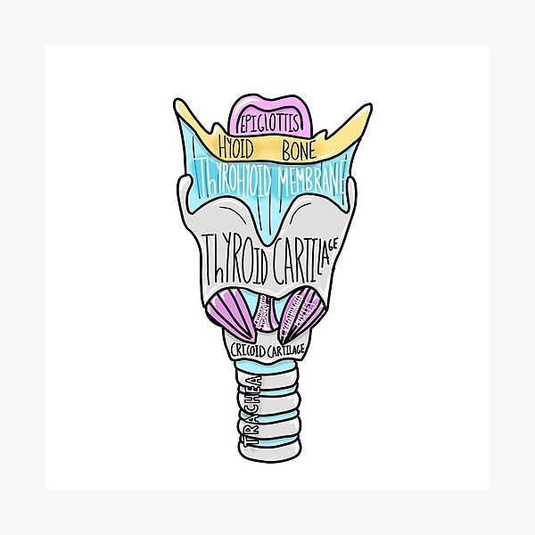 Labeled Larynx Sticker Photographic Print By Kru22 Redbubble 4148