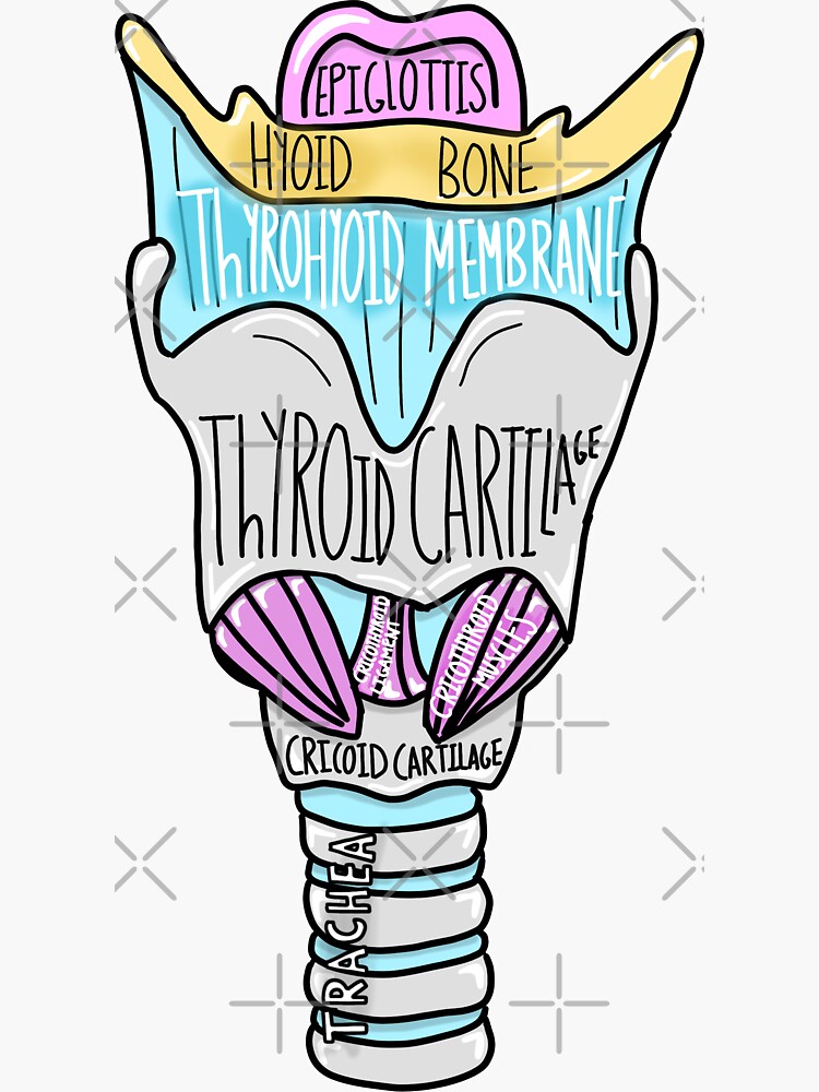 Labeled Larynx Sticker Sticker For Sale By Kru22 Redbubble 1085