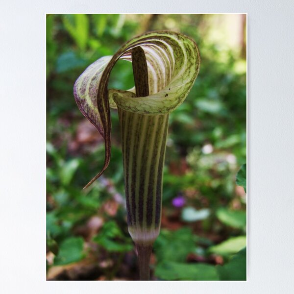 Item preview, Jack in the Pulpit designed and sold by Emily Felty.