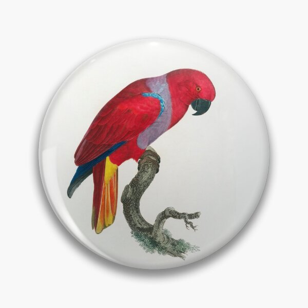 Item preview, The Eclectus Parrot by Francois Lavaillant designed and sold by TheCurators.