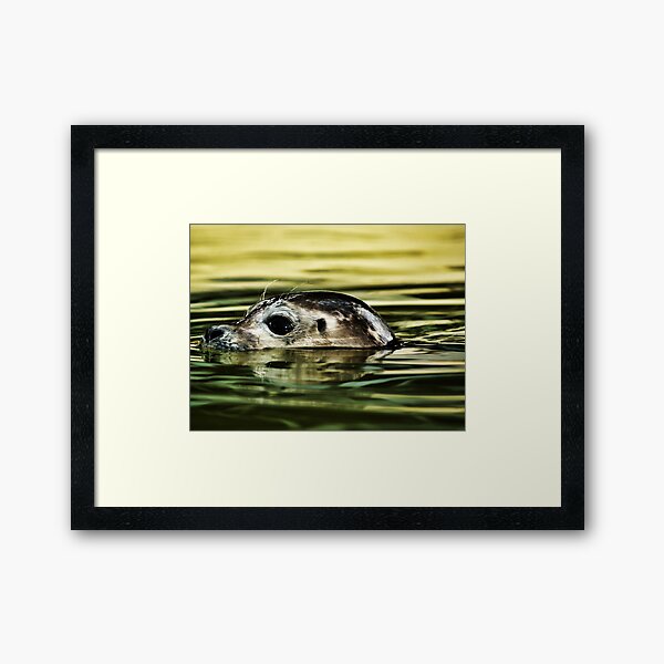 Item preview, Seal 1 designed and sold by Charles Oliver Photography.