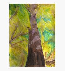 Haida Gwaii: Light in the Forest Photographic Print