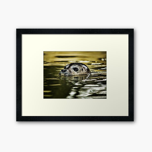 Item preview,  Seal 2 designed and sold by Charles Oliver Photography.