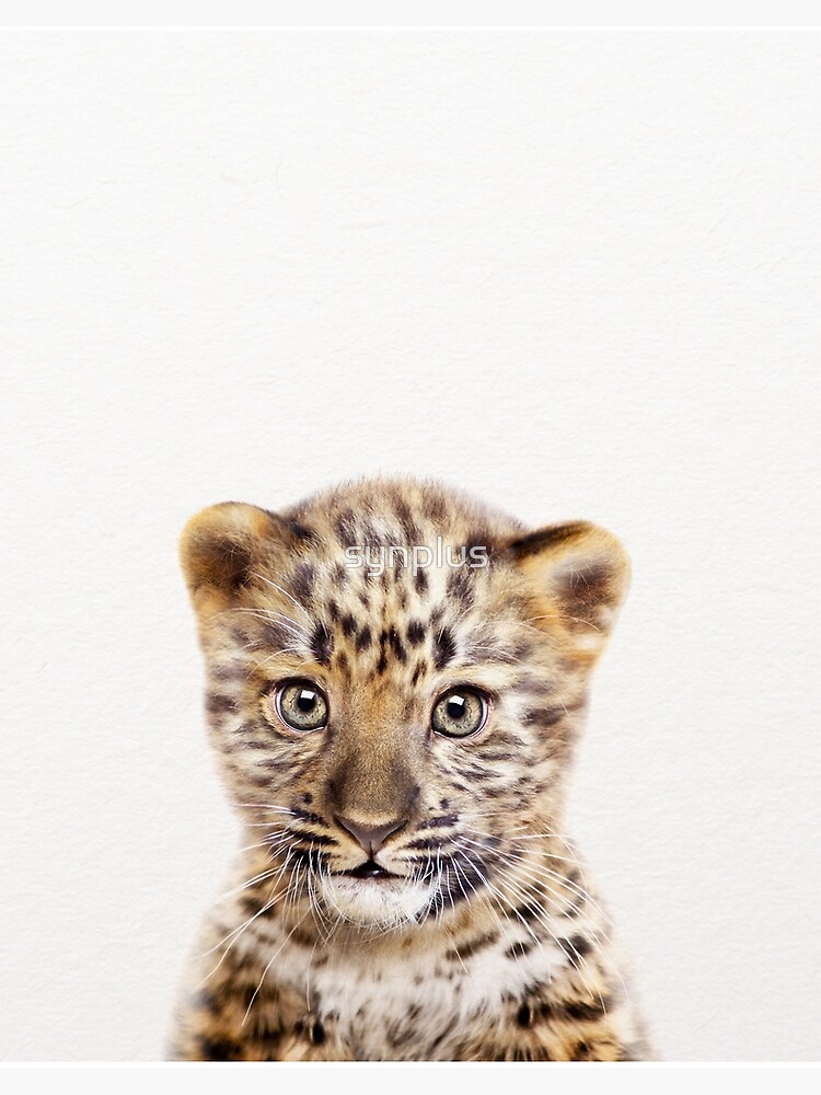 vieren President Auckland Baby Leopard, Baby Animals Art Print by Synplus" Art Board Print for Sale  by synplus | Redbubble