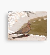 Laughing Dove Canvas Print