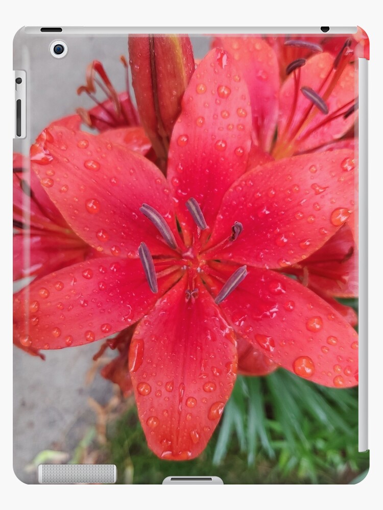 Funda y vinilo para iPad «Flor rosada colorida» de TheGreatAngel | Redbubble