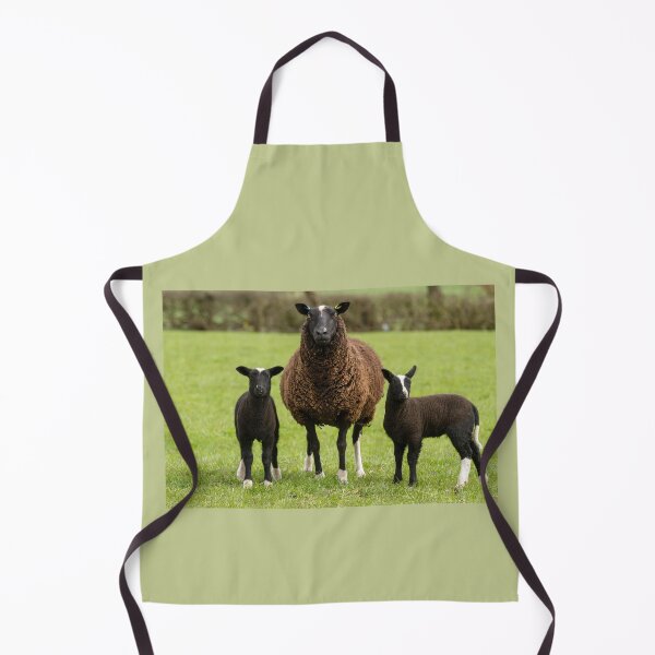 Item preview, Zwartbles Sheep and Lambs designed and sold by Jane Stanley Photography.