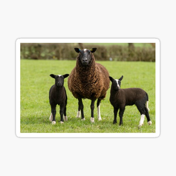 Item preview, Zwartbles Sheep and Lambs designed and sold by JStanley19.