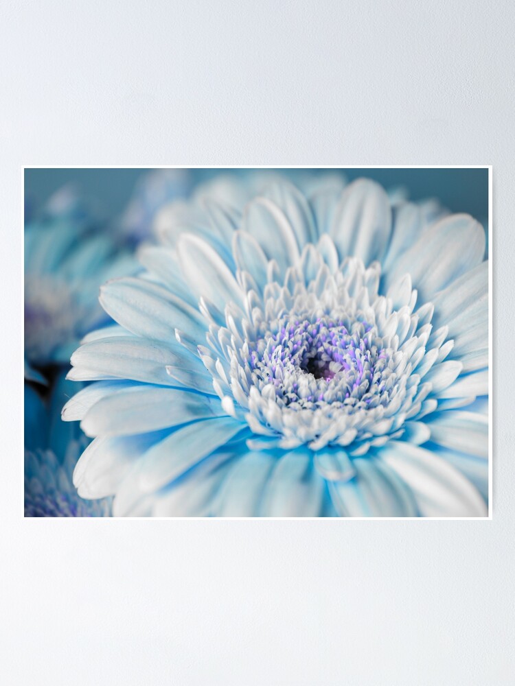 Póster «hermosa flor de gerbera azul» de RawahIsleem | Redbubble