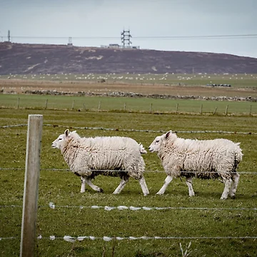 Artwork thumbnail, Spring Sheeps by CGAPhotography
