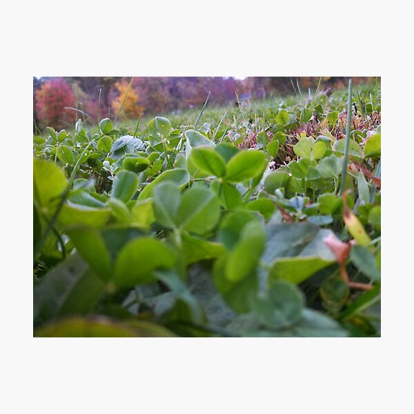 Clover Field Photographic Print