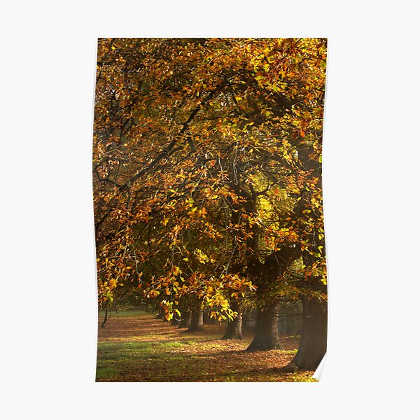 ~ The Oaks ~ Poster