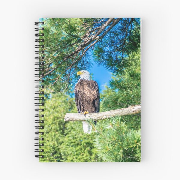 Item preview, Bird of Prey designed and sold by Alex Tonetti Photography.