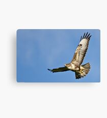 Buzzard Canvas Print