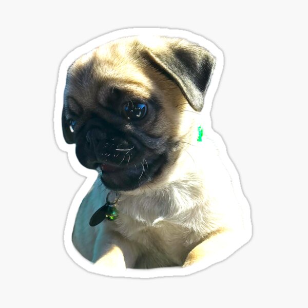 Pink Pug Stickers Redbubble - pug eating bread evil roblox