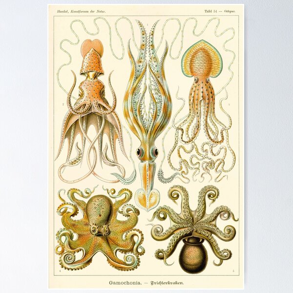 Artikel-Vorschau von Ernst Haeckel Gamochonia Octopus, designt und verkauft von digitalvintage.