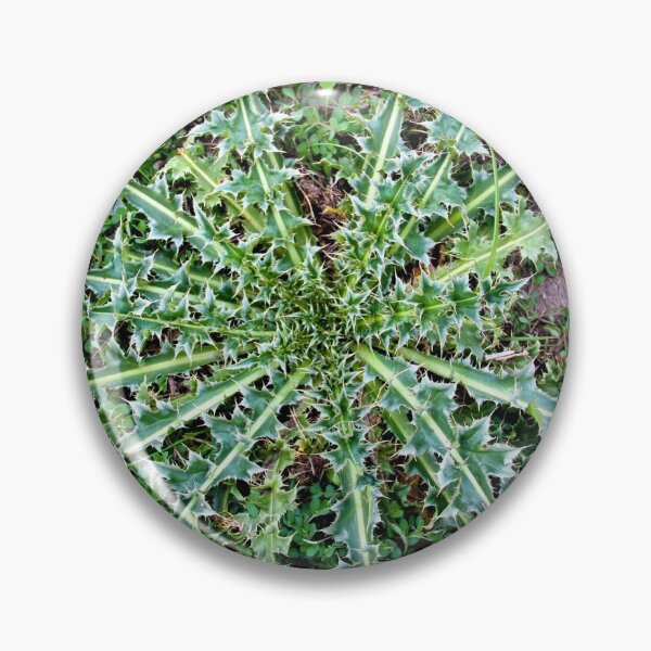 Item preview, Musk Thistle Basal Rosette designed and sold by Rennie Palmer.