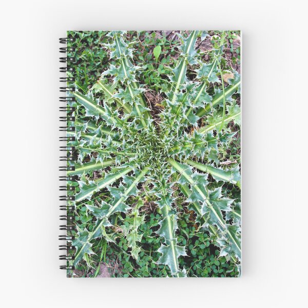 Item preview, Musk Thistle Basal Rosette designed and sold by Rennie Palmer.
