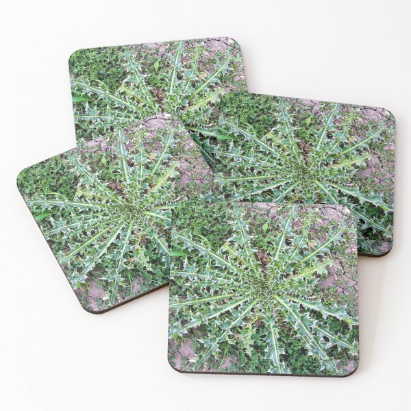 Item preview, Musk Thistle Basal Rosette designed and sold by Rennie Palmer.