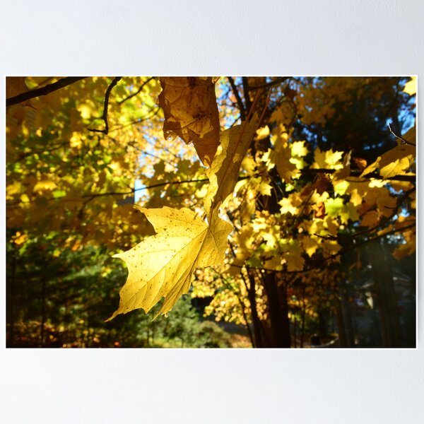Yellow Poster