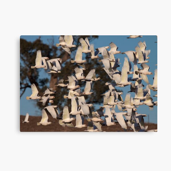 Item preview, ~ Flight ~ designed and sold by LeeoPhotography.