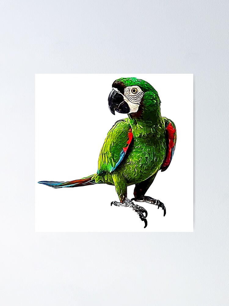 Poster Ara Severe Beau Perroquet Ara A Front Marron Par Elarex Redbubble