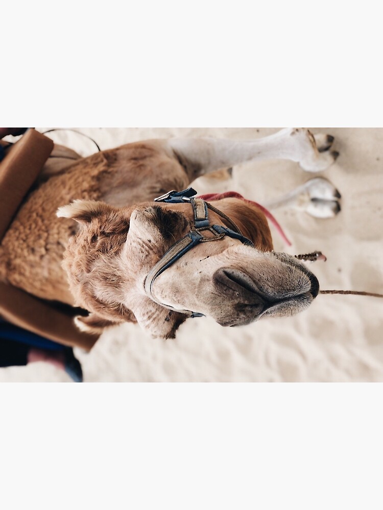 Camel in the desert by ana-cavazos