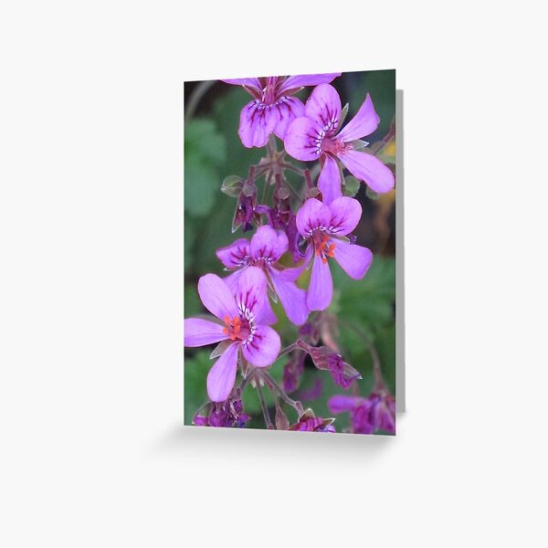 Plush Pelargoniums (Pelargonium rodneyanum) Greeting Card