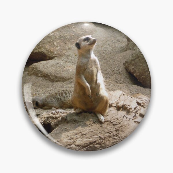 Item preview, Meercat ... on alert! designed and sold by Roz McQuillan Fine Art & Photography.
