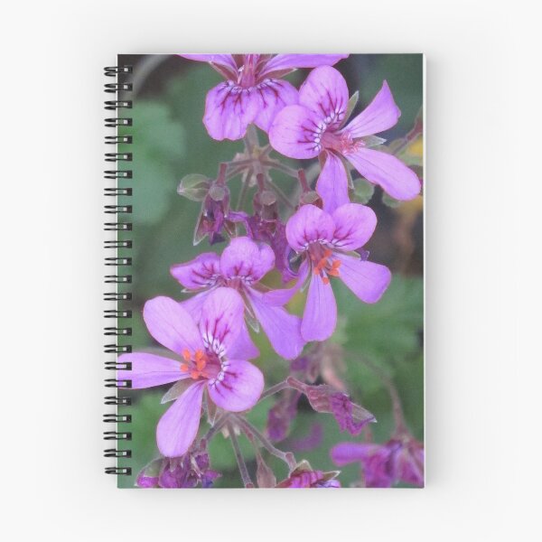 Item preview, Plush Pelargoniums (Pelargonium rodneyanum) designed and sold by Keith Weeks.