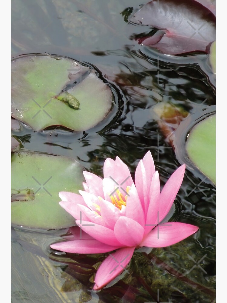 Lámina rígida «Fotografía de flor de lirio de agua rosa - Amante de las  flores» de DPattonPD | Redbubble